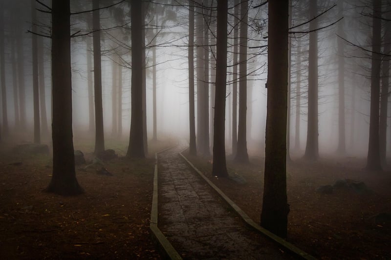 Enchanted Forest